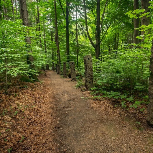 Jizerskohorské bučiny